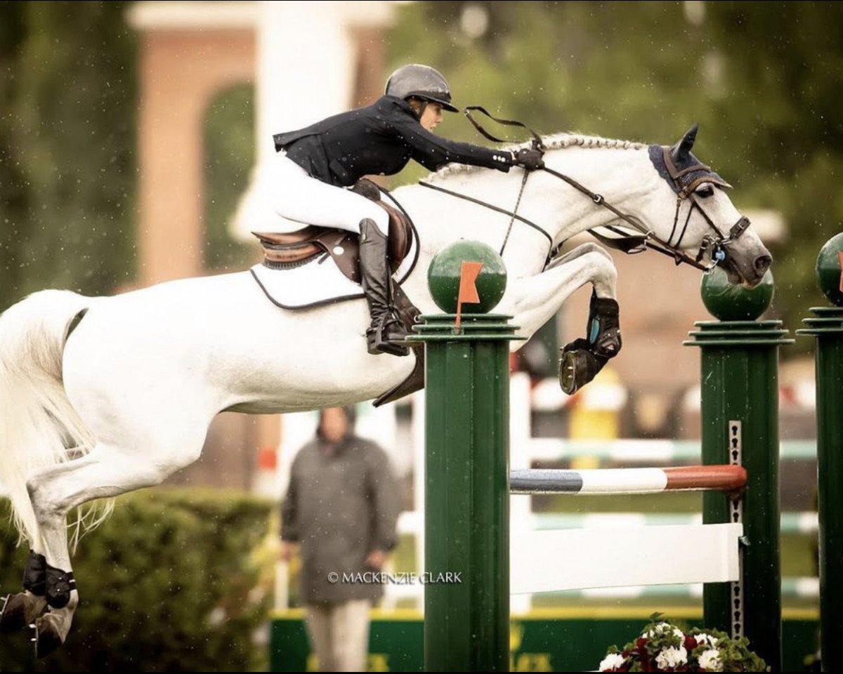 stallion Clockwise of Greenhill Z (Zangersheide riding horse, 2007, from Clearway)