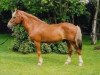 Deckhengst Quartz du Moulin (New-Forest-Pony, 1982, von Burton Spotlight)