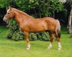 Deckhengst Quartz du Moulin (New-Forest-Pony, 1982, von Burton Spotlight)