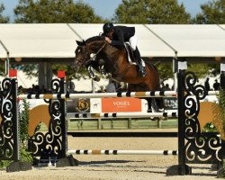 jumper London's de Muze (Oldenburg show jumper, 2014, from London)