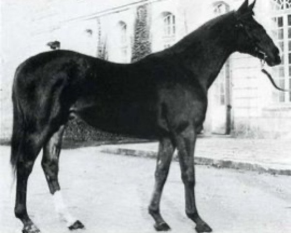 stallion Haltea II (Selle Français, 1973, from Laniste xx)