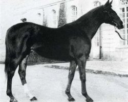 stallion Haltea II (Selle Français, 1973, from Laniste xx)