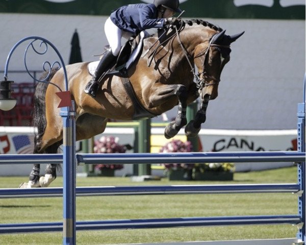 Pferd Astor M (Hessisches Warmblut, 1989, von Amalfi)