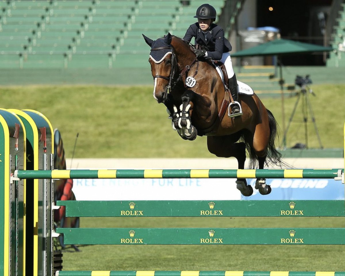 jumper Sanvano (Oldenburg show jumper, 2009, from Sanvaro)