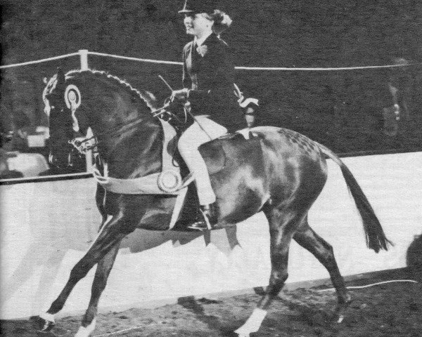 Pferd Coveham Fascination (British Riding Pony, 1977, von Wingrove Minkino)