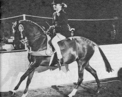 horse Coveham Fascination (British Riding Pony, 1977, from Wingrove Minkino)