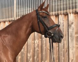 dressage horse La Partz (KWPN (Royal Dutch Sporthorse), 2016, from Amadeo)