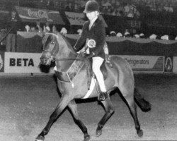 horse Trelawn Playboy (British Riding Pony, 1992, from Whitemere Sandpiper)