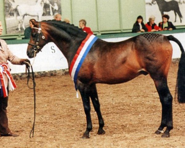 stallion Saran Rising Star (British Riding Pony, 1987, from Whalton Touch o'the Blues)