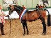 stallion Saran Rising Star (British Riding Pony, 1987, from Whalton Touch o'the Blues)