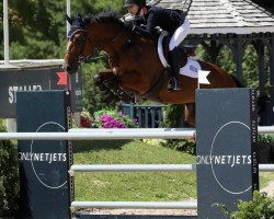 jumper Julesraimus de Barisy (Belgian Warmblood, 2009, from Vivaldi du Seigneur)