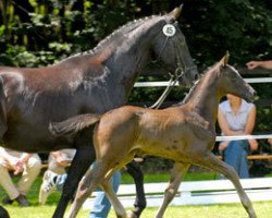 broodmare Weltwunder (Hanoverian, 1994, from Weltmeyer)