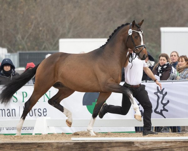 Deckhengst Rockingham (Trakehner, 2020, von Saint Cyr)