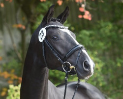 Deckhengst New Boy SK (Trakehner, 2019, von Ivanhoe)