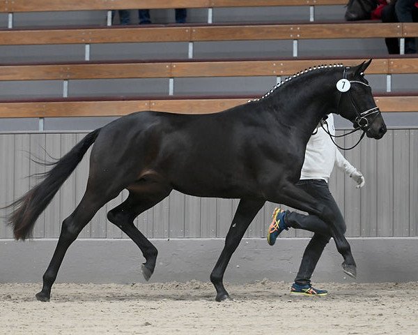 Pferd Statement (Trakehner, 2020, von Kentucky)