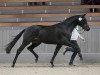 stallion Statement (Trakehner, 2020, from Kentucky)