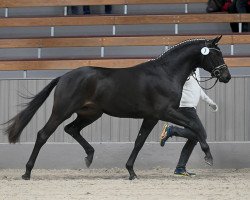 Deckhengst Statement (Trakehner, 2020, von Kentucky)