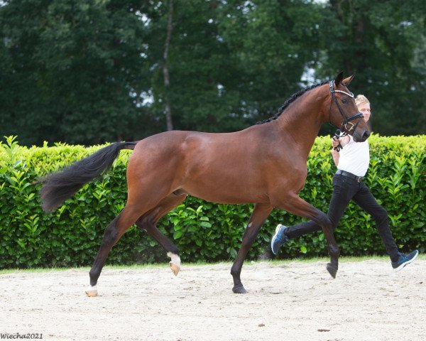 stallion Dreivierteltakt (Trakehner, 2019, from Kentucky)