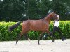 stallion Dreivierteltakt (Trakehner, 2019, from Kentucky)