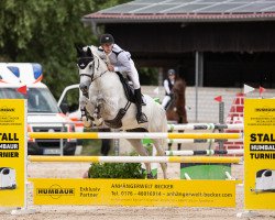 Springpferd Laria 2 (Holsteiner, 2012, von Legolas)