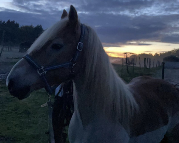 Pferd Timo (Haflinger, 2009, von Almquell)