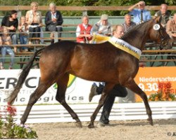 broodmare La Diva (Hanoverian, 2004, from Lauries Crusador xx)