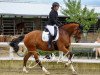 dressage horse Lady Leola HB (Rhinelander, 2014, from Lord Leopold 7)