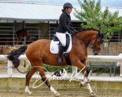 dressage horse Lady Leola HB (Rhinelander, 2014, from Lord Leopold 7)