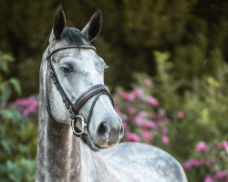 jumper Heidkatenhof's Bernadette (German noble blood horse, 2019, from Bahrain von Ludwigsburg ShA)