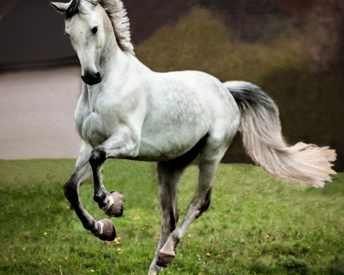 jumper Baloubet en blanc (Holsteiner, 2014, from Cornet Obolensky)