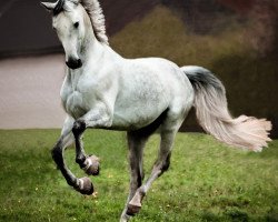 Springpferd Baloubet en blanc (Holsteiner, 2014, von Cornet Obolensky)