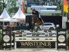 jumper Calvilot (Oldenburg show jumper, 2007, from Calvaro Z)