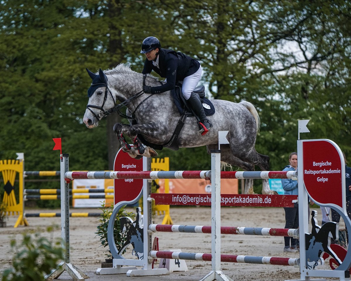 jumper Clinthago Z (Zangersheide riding horse, 2015, from Clintissimo 197 FIN)