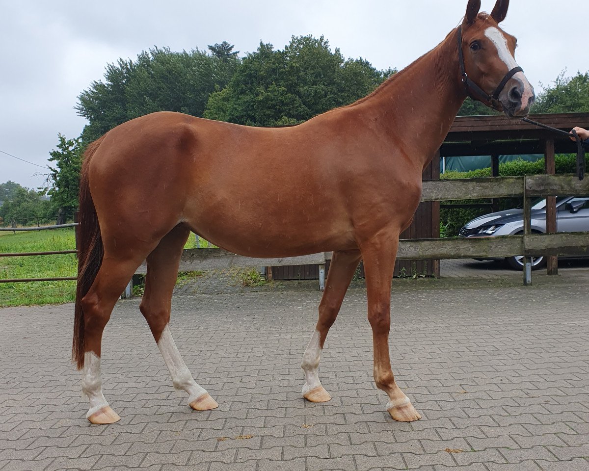 horse Stute von Firth of Lorne / Colbert GTI (Westphalian, 2020, from Firth of Lorne)