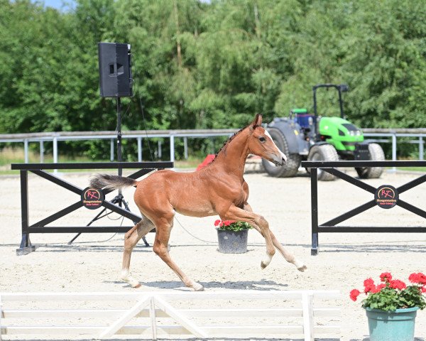 jumper Fidibus (Oldenburg show jumper, 2023, from For The Future)