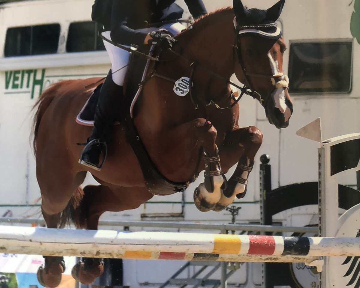 broodmare Coupe de Zeus (Oldenburg, 2007, from Coupe de Coeur 2)