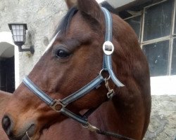 broodmare Klärchen's Bluebell (Trakehner, 2008, from Bellheim)