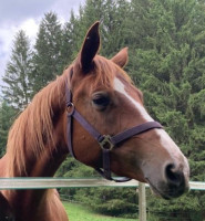 Pferd Roseraie (Trakehner, 2021, von Hotim)