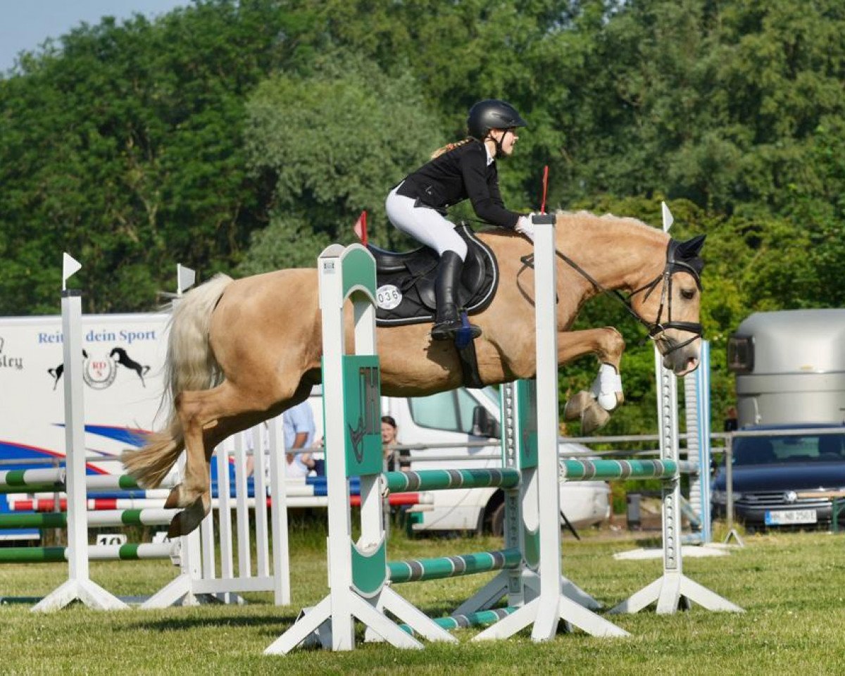 Dressurpferd Brillant 74 (Welsh-Cob (Sek. D), 2006, von Babalou)