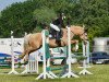 dressage horse Brillant 74 (Welsh-Cob (Sek. D), 2006, from Babalou)