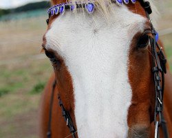 broodmare Vivienta (German Riding Pony, 2006, from Nando)