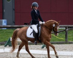 dressage horse Immentals Baltic Diamond (German Riding Pony, 2007, from Baltic Dream)