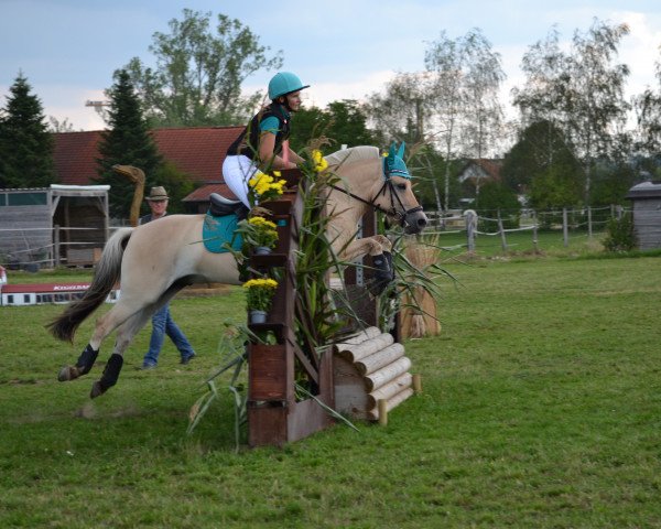 jumper Donito 7 (Fjord Horse, 2016, from Damar)