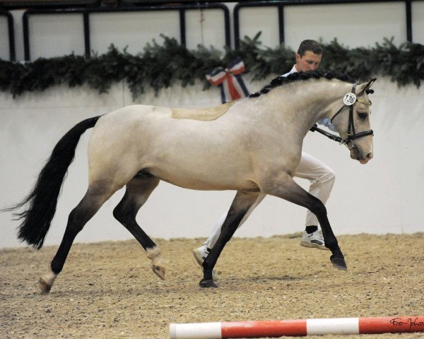 stallion Baltic Sanjo (German Riding Pony, 2007, from Baltic Dream)