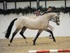 stallion Baltic Sanjo (German Riding Pony, 2007, from Baltic Dream)