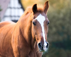 dressage horse Atlanta Lady (Oldenburg, 1993, from Akzent II)