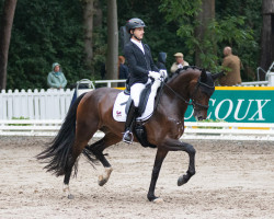 dressage horse Ribston de Fontaine (Oldenburg, 2017, from Revolution)