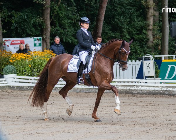 dressage horse Sezuana 2 (Hanoverian, 2017, from Sezuan)