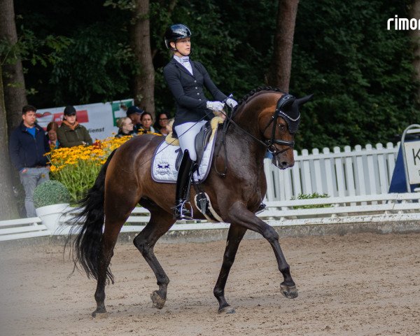 dressage horse Freenet (Hanoverian, 2017, from Fürstenball)