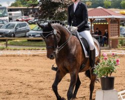 jumper Quintus 84 (German Sport Horse, 2005, from Quinn Step)